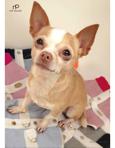 STRIPED GILET OCEANO