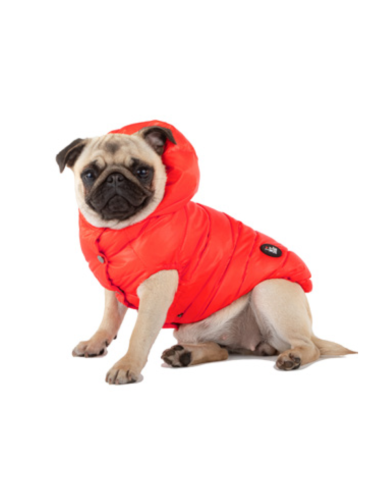 KAPSULA RED PASSION FRENCH BULLDOG KAPSULA RED PASSION FRENCH BULLDOG