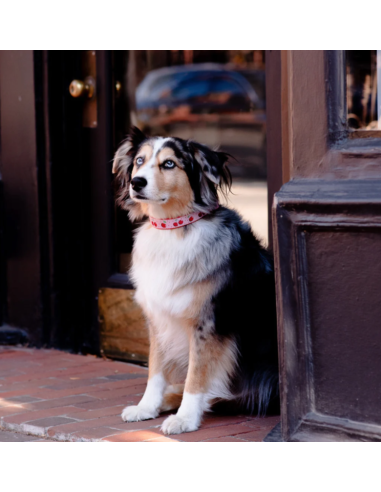 CHERRY COLLAR