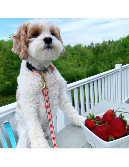 STRAWBERRY FIELDS LEAD