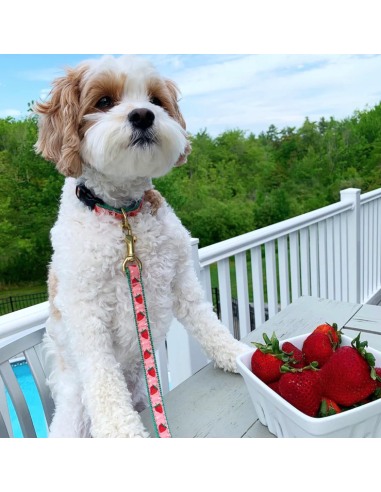 STRAWBERRY FIELDS COLLAR