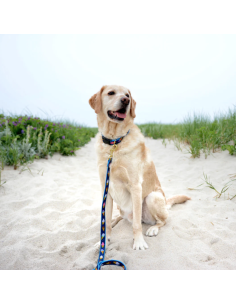 ICE CREAM LEAD LEAD 2