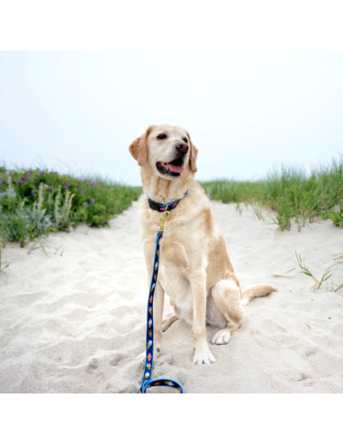 ICE CREAM GUINZAGLIO