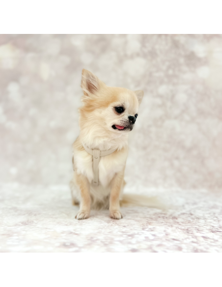 CHIC AND STUD HARNESS OYSTER SILVER