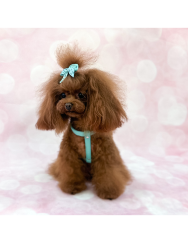 CHIC AND STUD HARNESS ACQUA SILVER