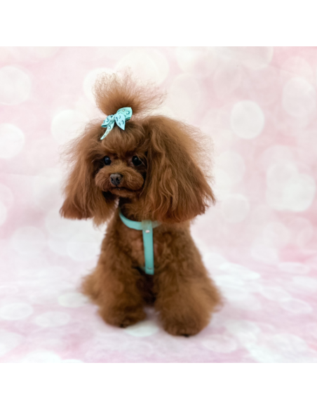 CHIC AND STUD HARNESS ACQUA SILVER