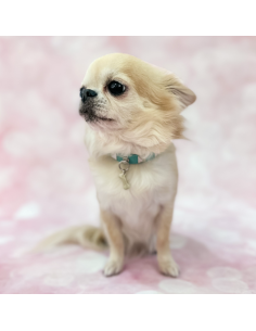 CHIC AND STUD COLLAR ACQUA 2