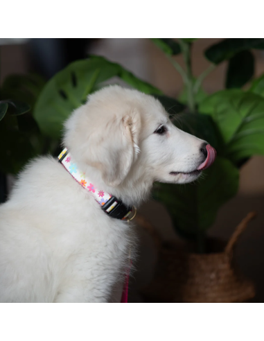 SPRING FEVER COLLAR