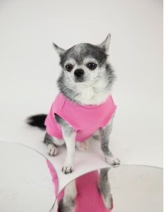 T-SHIRT BASIC PEONIA 2