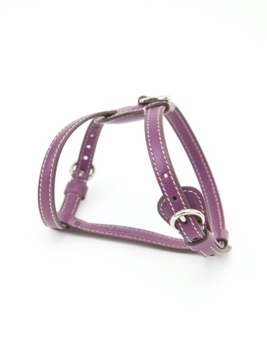 PETUNIA NUVOLA HARNESS PETUNIA NUVOLA HARNESS