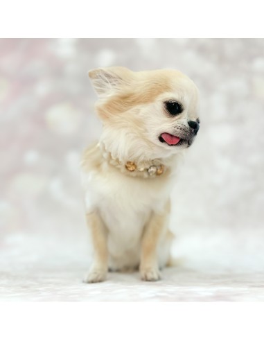 POSH DIAMOND COLLAR BEIGE POSH DIAMOND COLLAR BEIGE