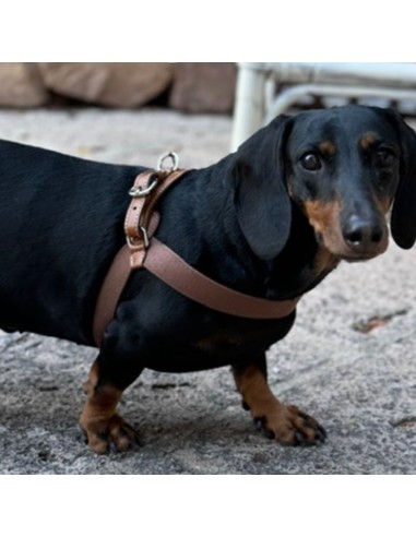 BLUE SUGAR ARIA HARNESS 1 CLOSURE