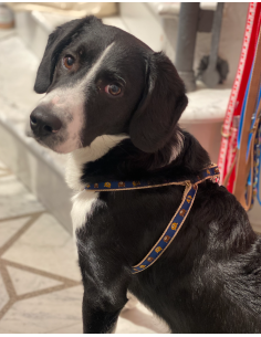 TEDDY HARNESS 2