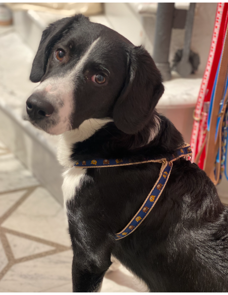 TEDDY HARNESS