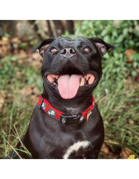 HEARTS AND FLOWERS COLLARE