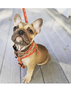 FOXY HARNESS 2