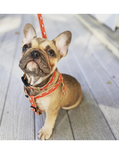 FOXY HARNESS FOXY HARNESS