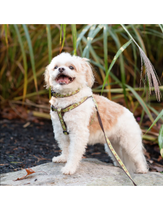 NUTS HARNESS 2