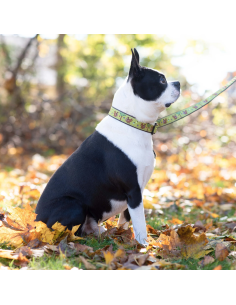 NUTS COLLAR 2