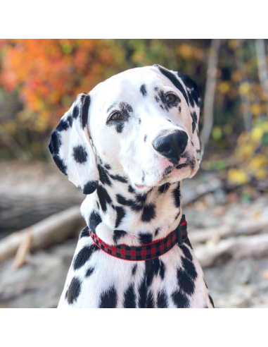 BUFFALO CHECK COLLAR BUFFALO CHECK COLLAR