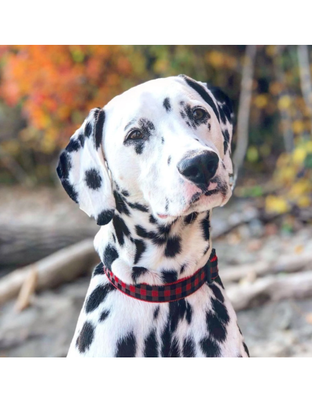 BUFFALO CHECK COLLAR