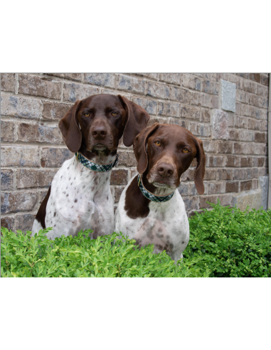 GORDON PLAID COLLARE