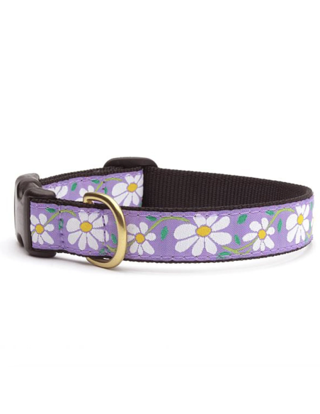 DAISY COLLARE