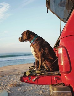 BEACH BALLS GUINZAGLIO 2